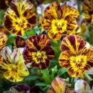 200 Brush Strokes Pansy Viola Seeds 200 Brush Strokes Pansy Viola Seeds