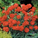 200 Can-Can Scarlet Carnation Seeds