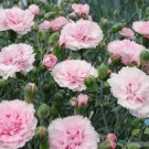 200 Candy Floss Carnation Seeds
