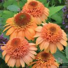 200 Cantaloupe Rudbeckia Seeds