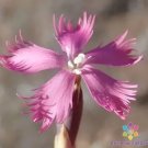 200 Cape Pink Carnation Seeds