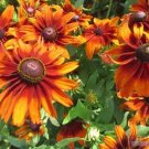 200 Cappuccino Rudbeckia Seeds