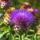 200 Cardoon Thistle Seeds 200 Cardoon Thistle Seeds