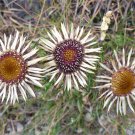 200 Carline Thistle Seeds