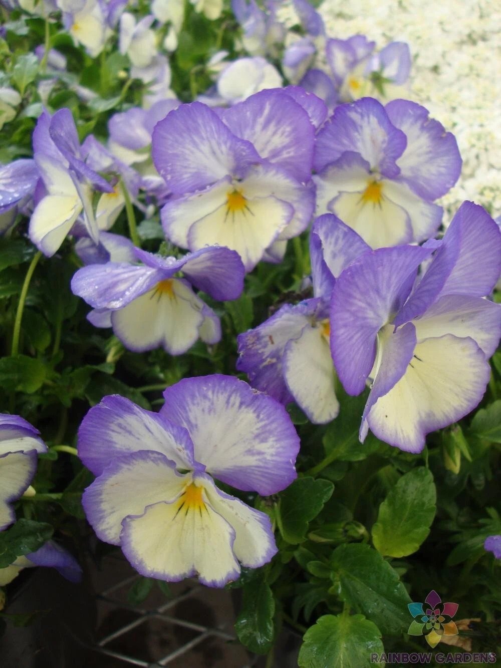 200 Celestial Blue Moon Pansy Viola Seeds