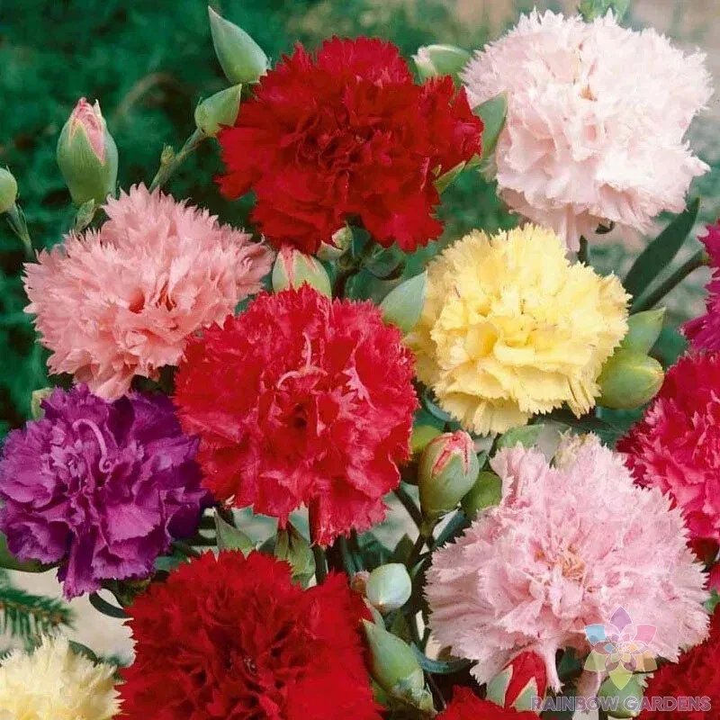 200 Chabaud Mix Carnation Seeds
