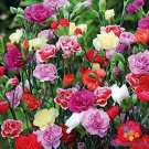 200 Chianti Mix Carnation Seeds