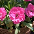 200 Chinese Pink Carnation Seeds