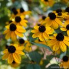 200 Clasping Coneflower Rudbeckia Seeds