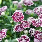 200 Coconut Punch Carnation Seeds 200 Coconut Punch Carnation Seeds