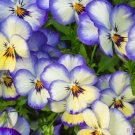 200 Cool Summer Breeze Pansy Viola Seeds