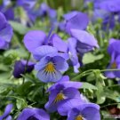 200 Cool Wave Blue Skies Pansy Viola Seeds 200 Cool Wave Blue Skies Pansy Viola Seeds