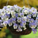 200 Cool Wave Frost Pansy Viola Seeds