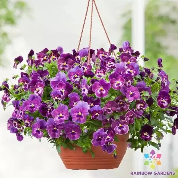 200 Cool Wave Raspberry Swirl Pansy Viola Seeds