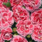 200 Coral Reef Carnation Seeds
