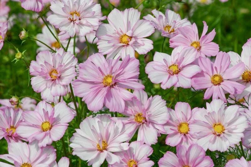 200 Cosimo Collarette Cosmos Seeds