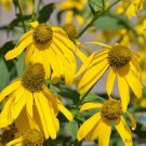 200 Cutleaf Coneflower Rudbeckia Seeds
