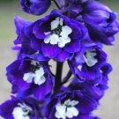 200 Dark Blue And White Bee Delphinium Seeds