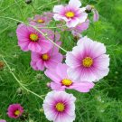 200 Daydream Cosmos Seeds