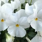 200 Delta Pro Clear White Pansy Viola Seeds 200 Delta Pro Clear White Pansy Viola Seeds