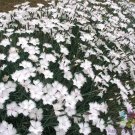 200 Dianthus Greystone Carnation Seeds