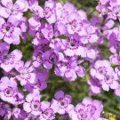 200 Dianthus Nitidus Carnation Seeds