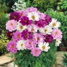 200 Double Click Mixed Cosmos Seeds