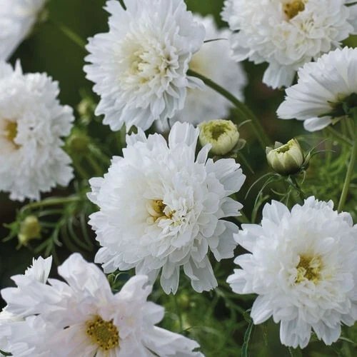 200 Double Click Snow Puff Cosmos Seeds