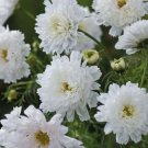 200 Double Click Snow Puff Cosmos Seeds