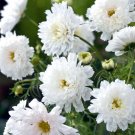 200 Double Click White Knight Cosmos Seeds