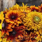 200 Dwarf Rustic Mix Rudbeckia Seeds