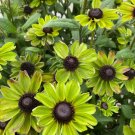 200 Enchanted Forest Rudbeckia Seeds