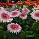 200 Everglades Gerbera Daisy Seeds