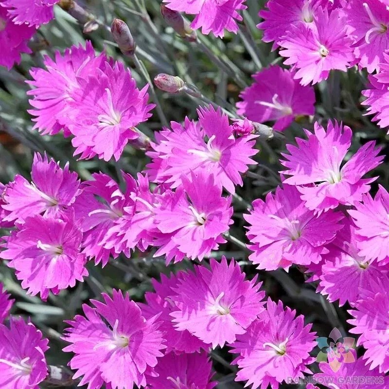 200 Firewitch Carnation Seeds