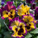 200 Frizzle Sizzle Lemonberry Pansy Viola Seeds