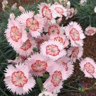 200 Georgia Peach Pie Carnation Seeds