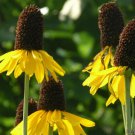 200 Giant Coneflower Rudbeckia Seeds