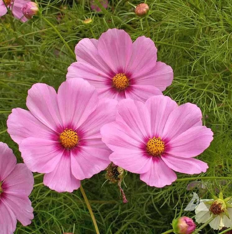 200 Gloria Cosmos Seeds