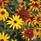 200 Gloriosa Mix Rudbeckia Seeds