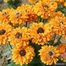 200 Goldilocks Rudbeckia Seeds