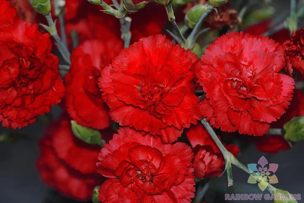 200 Grenadin Red Carnation Seeds