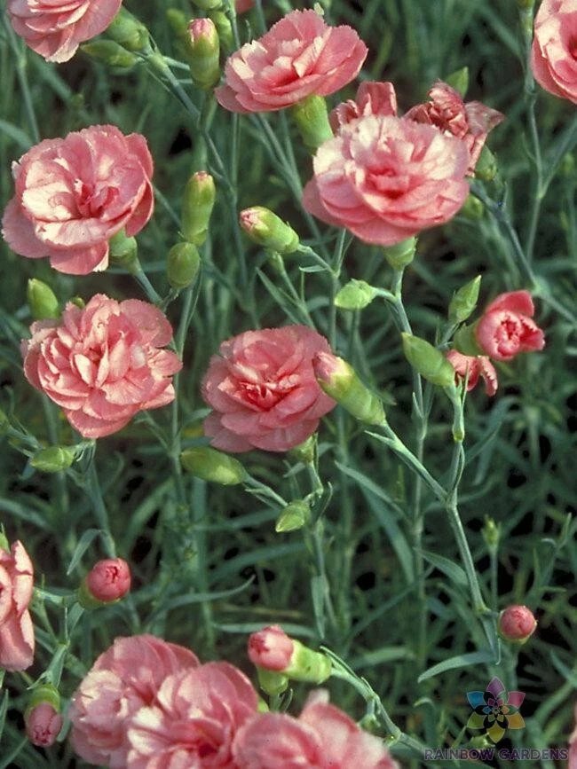 200 Helen Carnation Seeds