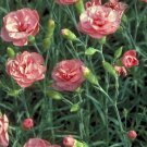 200 Helen Carnation Seeds