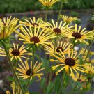 200 Henry Eilers Rudbeckia Seeds