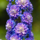 200 Highlander Bolero Delphinium Seeds