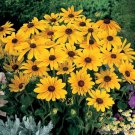 200 Indian Summer Rudbeckia Seeds