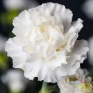 200 Jeanne Dionis Carnation Seeds