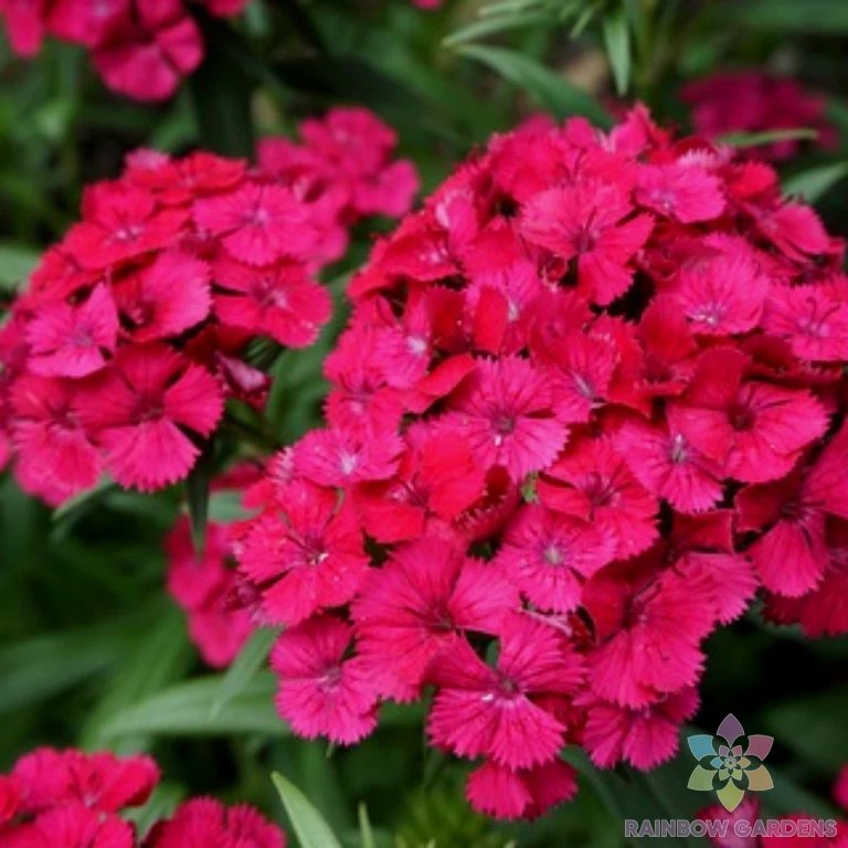 200 Jolt Cherry Carnation Seeds