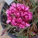 200 Laced Romeo Carnation Seeds