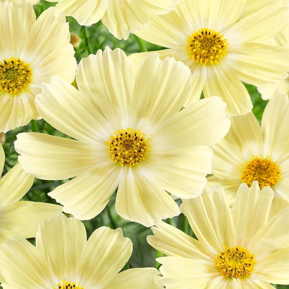 200 Lemonade Cosmos Seeds